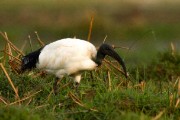 Sacred ibis : 2014 Uganda